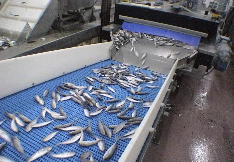 Цена конвейера для рыбы и морепродуктов